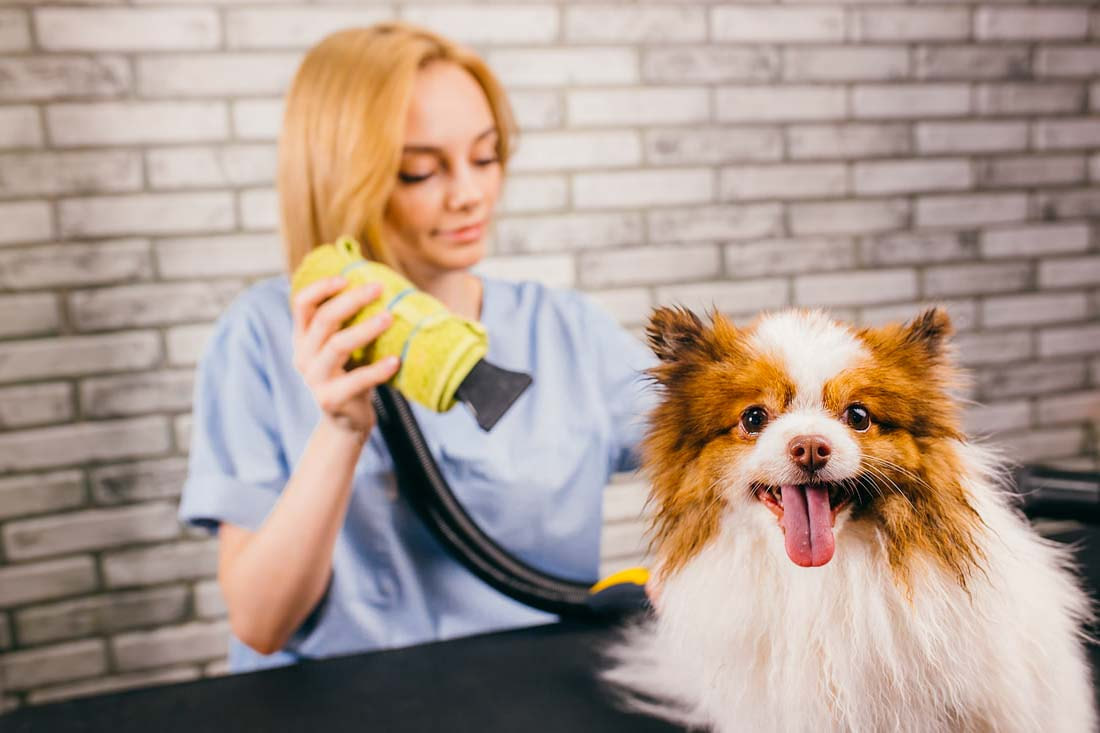 cheap dog grooming services