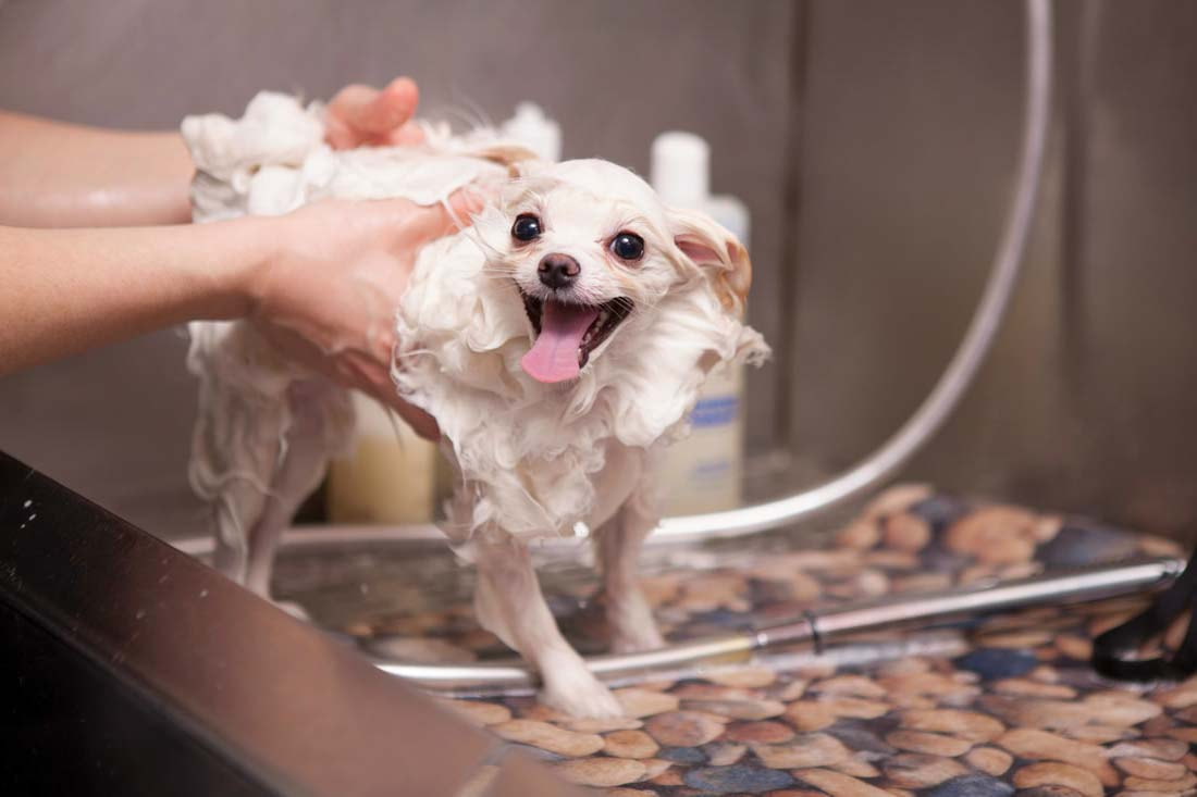 dog baths