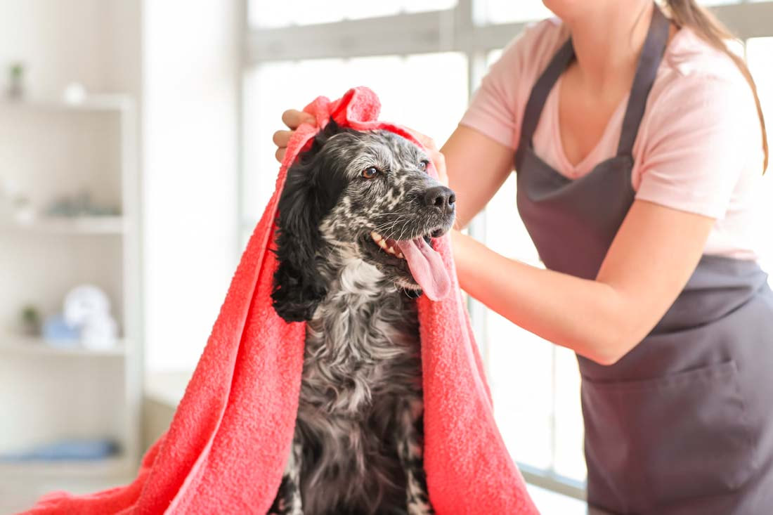 dog hair shampooing