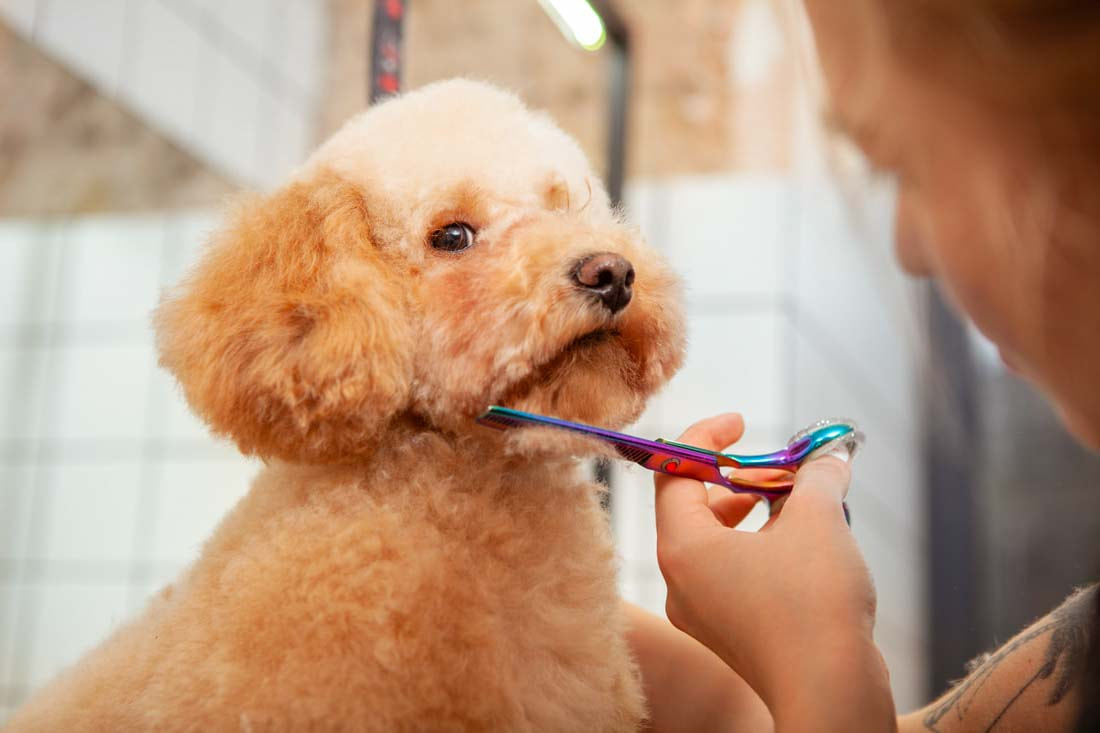 dog hair trimming
